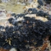 Descubren una nueva especie del género de hongos liquenizados Lichina en la costa de Canarias