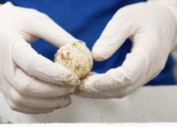 Una tortuga marina vuelve a elegir Dénia para desovar 85 huevos