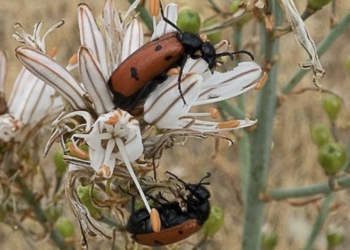 Cerca de 300.000 especies de insectos podrían estar afectadas por algún grado de amenaza de extinción