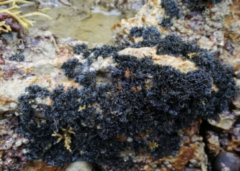 Descubren una nueva especie del género de hongos liquenizados Lichina en la costa de Canarias