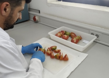 El proyecto de investigación Valhitom de la UMH acerca al mercado variedades de tomate con resistencia genética a virus