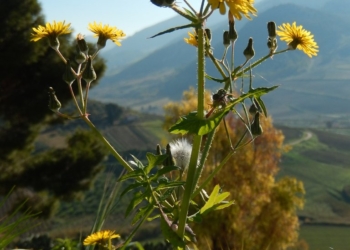 La cerraja menuda, ‘lletsó’, ‘llinsó’ o linsón es el alma de muchas ensaladas levantinas | Luca Fornasari