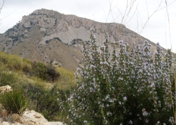 Crevillent consigue una subvención de 8.000 euros para un voluntariado medioambiental para prevenir incendios forestales