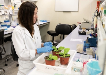 Descubren un nuevo mecanismo de inmunidad contra un virus de ARN en plantas