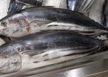 El polvo del Sahara influye en la migración y pesca del atún listado del Atlántico