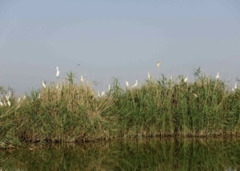 Medio Ambiente constata que la espátula nidifica por primera vez en la Comunitat Valenciana