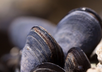 Los mejillones liberan células inmunes fuera de su cuerpo en respuesta a lesiones e infecciones
