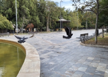 Sanidad actúa para controlar la población de palomas en el casco urbano de Orihuela