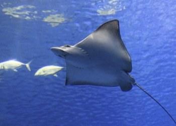 El litoral entre Alicante y Murcia se convierte en área de conservación de tiburones y rayas