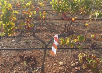 Una investigación pionera utiliza virus de bacterias contra la Xylella fastidiosa en las Islas Baleares