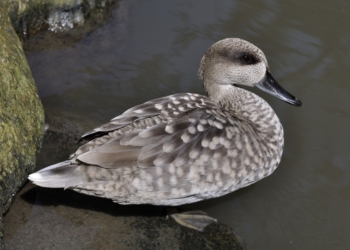 Un estudio señala a la caza ilegal, los tendidos eléctricos y los gatos, como causa de la desaparición de la cerceta pardilla