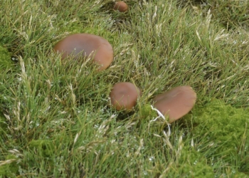 La seta venenosa Galerina marginata colonizó la Antártida hace unos dos millones de años