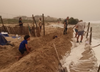 Rescatados más 60 neonatos de tortuga marina en Elche amenazadas por el temporal