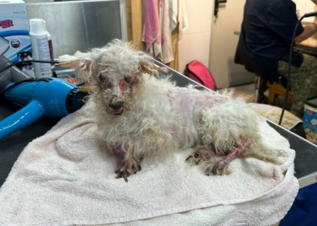 Se investiga un terrible caso de maltrato animal en San Vicente