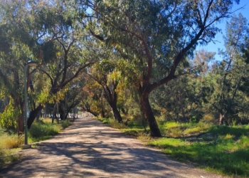 Las dunas de Guardamar del Segura