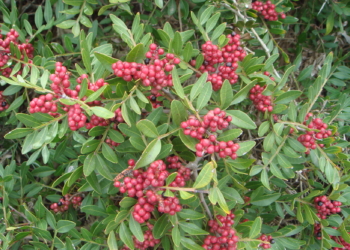 Aliaga, salvia, tomillo y lentisco