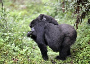 El investigador de la UA Alejandro Romero participa en un proyecto que estudia el gorila de montaña en África