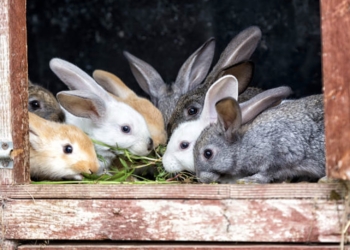 Un estudio identifica nuevas bacterias que influyen en la adaptación de los animales a cambios ambientales