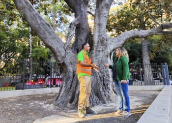 Medio Ambiente realiza trabajos de conservación y mantenimiento en el ficus monumental de la Glorieta Gabriel Miró