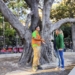 Medio Ambiente realiza trabajos de conservación y mantenimiento en el ficus monumental de la Glorieta Gabriel Miró