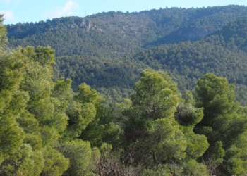 Veto a la planta de Repsol