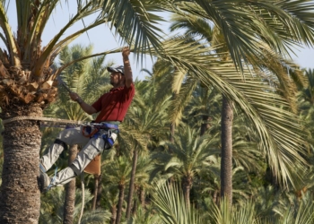 El Palmeral de Elche ya cuenta con un nuevo Patronato