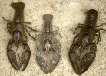 El mayor estudio en Europa sobre la diversidad del cangrejo de río insta a aplicar estrategias de conservación para la especie