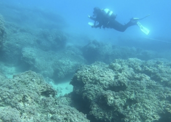 La UA confirma que la creación de reservas marinas aumenta la presencia de peces