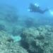 La UA confirma que la creación de reservas marinas aumenta la presencia de peces