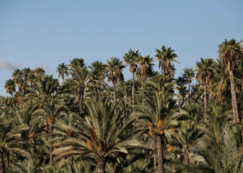 La constitución del Patronato del Palmeral permitirá el desbloqueo de licencias y expedientes paralizados