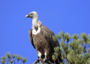 Investigadores de la UMH logran identificar las áreas de alto riesgo de impacto en aves por la energía eólica