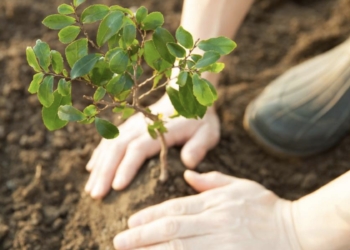 Alcoy organiza una repoblación popular este domingo en Sant Antoni