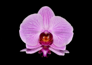 Embrujos florales en nuestros bosques