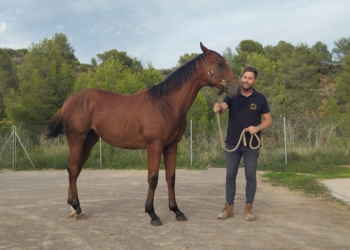 «Un caballo puede escuchar nuestro corazón a cinco metros»