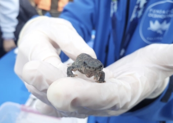 La Generalitat lleva a cabo la suelta de 90 gallipatos en el Parque Natural del Túria