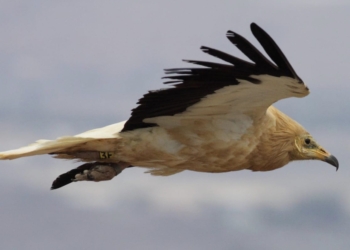 La ganadería afecta a la conservación de un ave carroñera amenazada