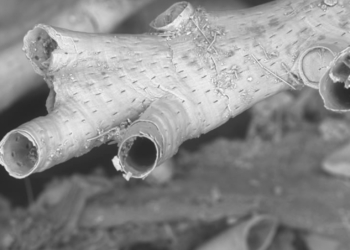 El cambio climático a través de los fósiles