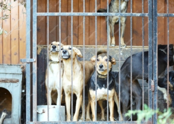 Los refugios para animales