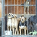 Los refugios para animales
