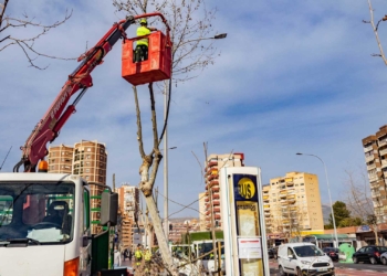 Benidorm ejecuta labores de poda para mantener el arbolado de la ciudad en perfectas condiciones