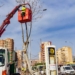 Benidorm ejecuta labores de poda para mantener el arbolado de la ciudad en perfectas condiciones