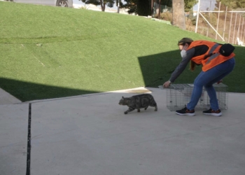 La Nucía esterilizó 350 gatos en 2023, cifra récord