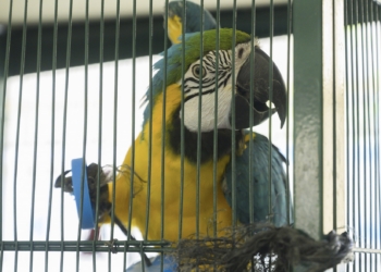 321 animales exóticos que llegaron al centro municipal de acogida encontraron una segunda oportunidad