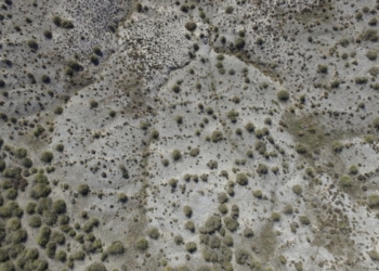 La distribución de la vegetación aumenta la capacidad de recuperación de los ecosistemas áridos