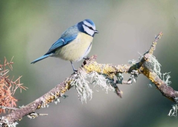 Una sede para que podamos entender mejor el cielo de La Nucía