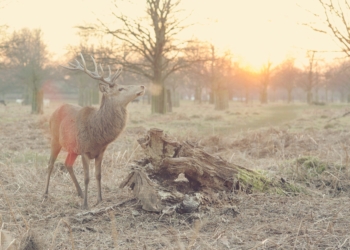 Un ciervo anda por ahí suelto