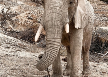 Safari Aitana, infinito amor por los animales