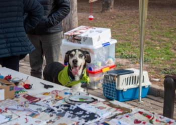 Alfafar celebra de nuevo su tradicional porrate de Sant Antoni