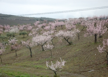 Sabor, naturaleza, historia y mercado