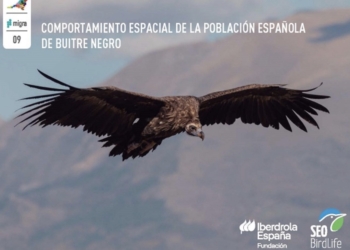 Investigadores de la UA realizan el estudio más detallado sobre los movimientos del buitre negro